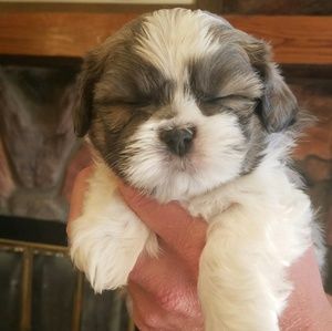 Meet your Posher, Joyce